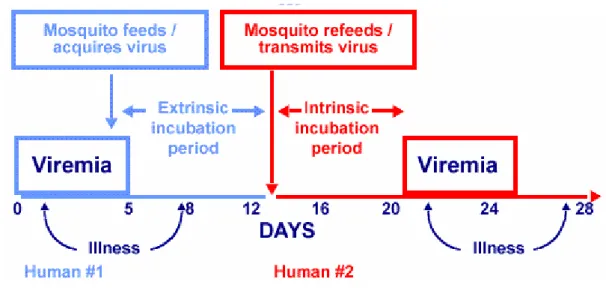 Figure 1.2 Transmission of dengue virus by Aedes aegypti. (CDC, 2007) 