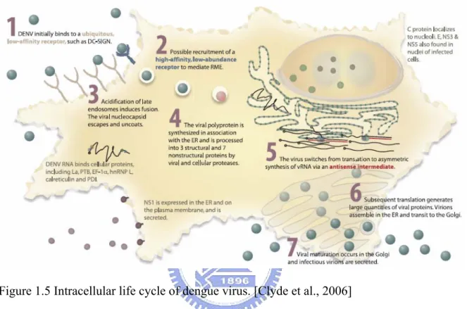 Figure 1.5 Intracellular life cycle of dengue virus. [Clyde et al., 2006]   