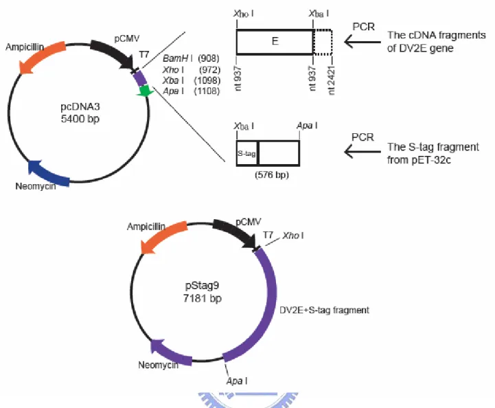 Figure 2.1 Construction of pStag9 plasmid: the DV-2 E gene sequence from nucleotide 937  to 2142 (full-length E gene is from 937 to 2421) was amplified by PCR and inserted to pcDNA3  expression vector with the addition of an XhoI site and ATG at the 5' end