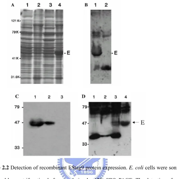 Figure 2.2 Detection of recombinant EStag9 protein expression. E. coli cells were sonicated  and followed by centrifugation before resolution by 12% SDS–PAGE