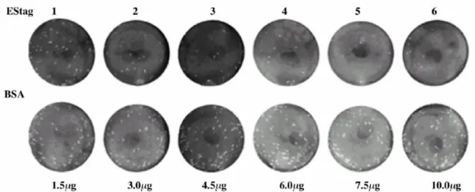 Figure 2.3 Competitive blocking assay. Purified EStag9 proteins and BSA were serial diluted  with medium without FBS and mixed with DV-2 virions before the addition to BHK-21 cells  growing in 6-well plates