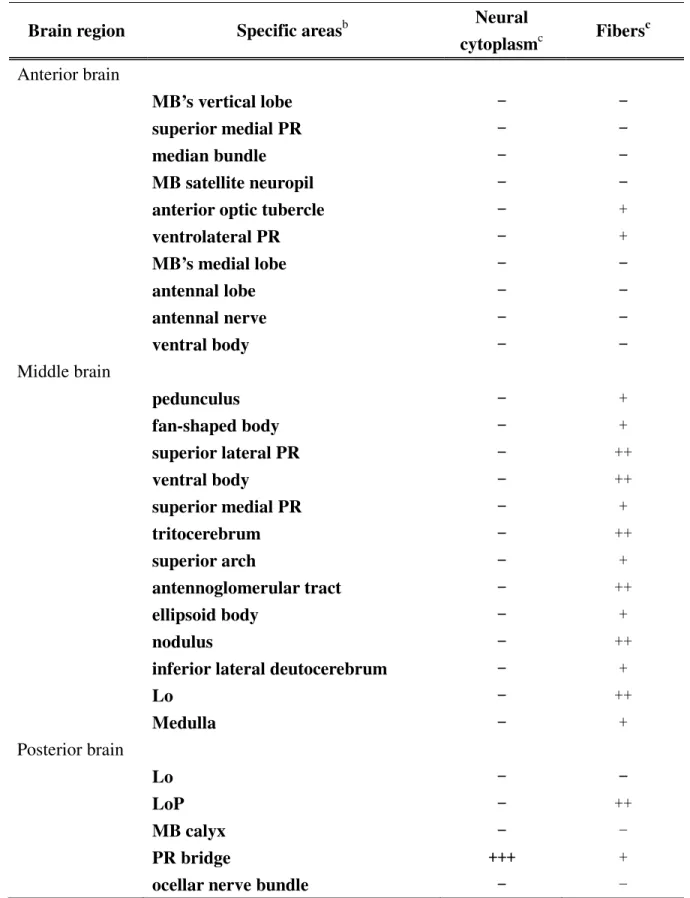 Table  1  Distribution  and  cellular  colocalization  of  DHEA  ST-like  protein  in  Drosophila  brain a
