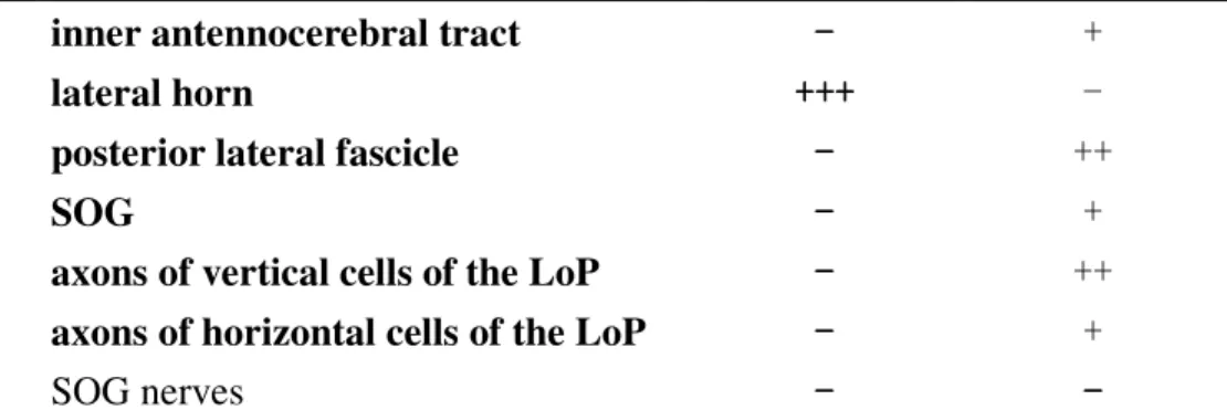 Table 2 Sulfation and sulfatase activity in Drosophila brain a