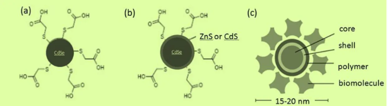 Figure  2-4.  Chemical  structure  of  the  CdSe  semiconductor  QDs  (a)  Bare  CdSe  QDs