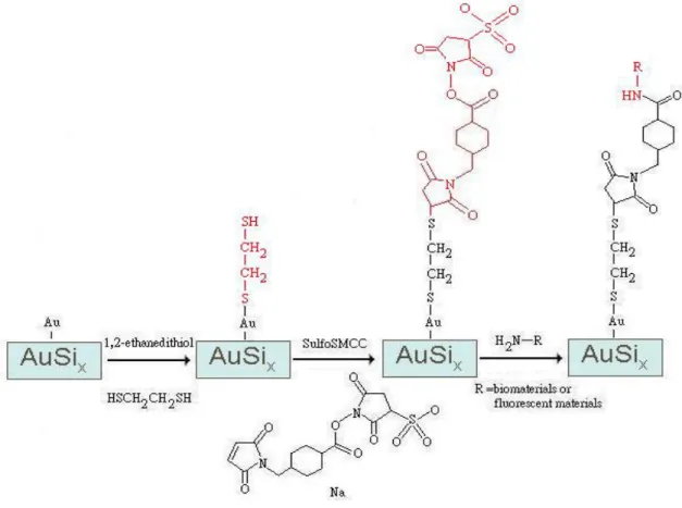 Figure 3.6: The process of immobilization of biomelecules onto the gold silicide. 