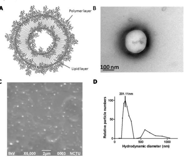 Figure 1. The microstructure of the LPPC. (A) Schematic diagram, (B) TEM and (C) SEM