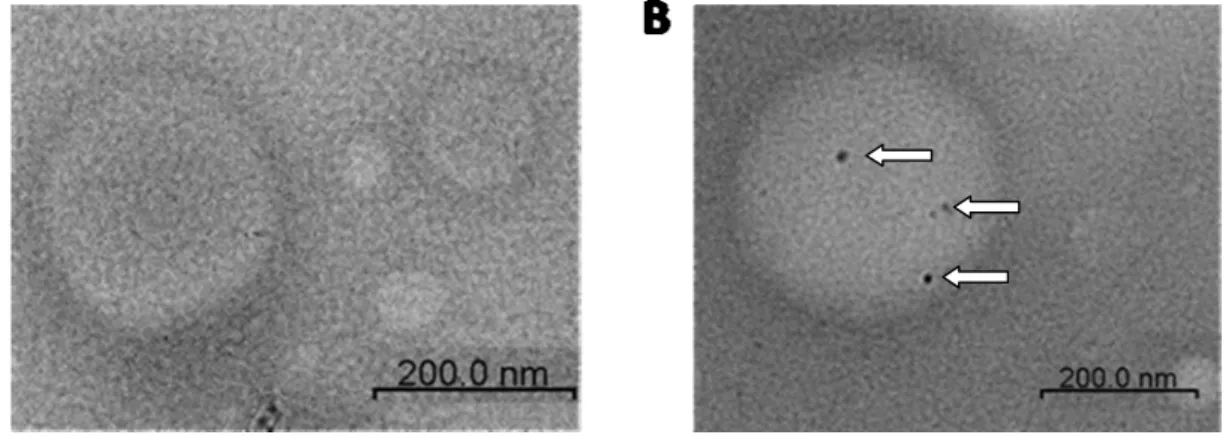 Figure 3. Adsorptive ability of LPPC with BSA-Au. TEM images of (A) LPPC alone and (B)