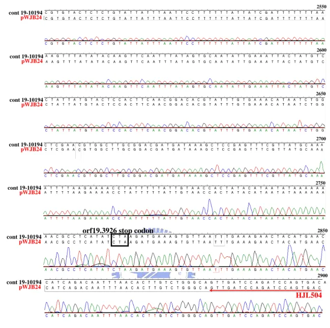Fig. 5. The REP3 sequence of the rescue plasmid pWJB24 is identical to the  REP3 sequence of Candida Genome Database (CGD)