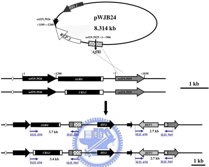 Fig. 6. Schematic diagram of analysis of integration of REP3 into rescued  strains with pWJB24 by PCR