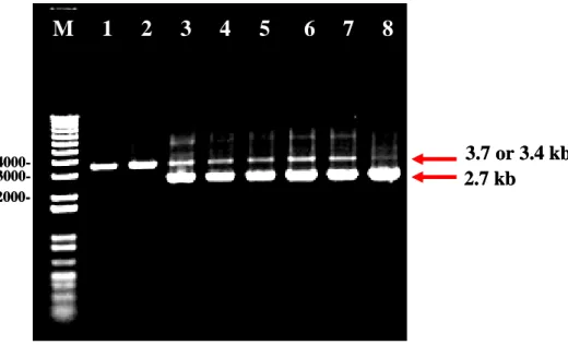 Fig. 7. Assessment of the REP3 gene transformed to rep3/rep3 null mutant  strains by PCR with primers HJL458, HJL505