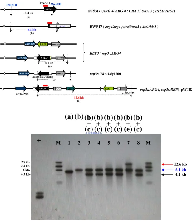 Fig. 8. Southern blot analysis of HindIII-digested genomic DNA of the  parent strain BWP17, mutant and rescued derivatives with ARG4-specific  probe 1