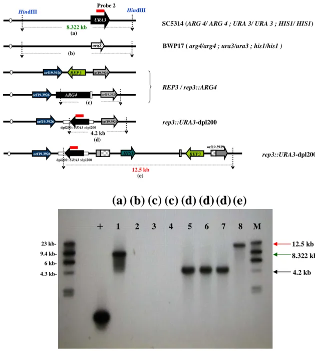 Fig. 9. Southern blot analysis of HindIII-digested genomic DNA of the  parent strain BWP17, mutant and rescued derivatives with URA3-specific  probe 2