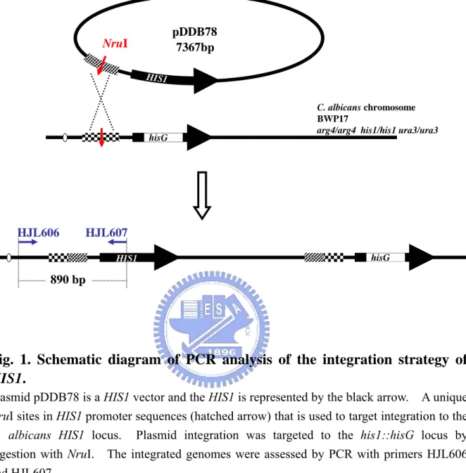 Fig. 1. Schematic diagram of PCR analysis of the integration strategy of  HIS1.  