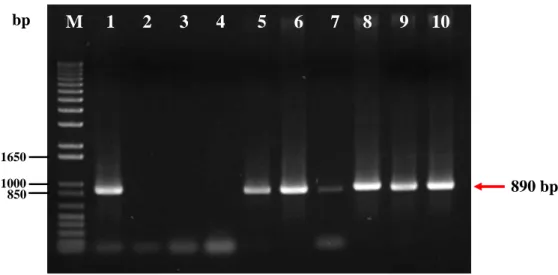 Fig. 2. Assessment of HIS1 integration into rep3/rep3 by PCR. 