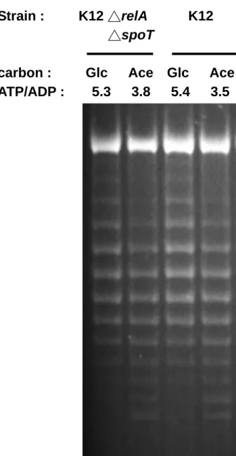 Fig 3. Effect of starvation and ppGpp on DNA superocoiling at different  carbon sources in E