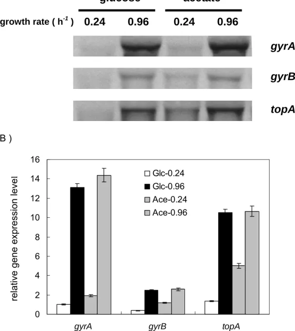 Fig 4. Effect of carbon source and growth rate on the expressions of   topoisomerase genes ( gyrA, gyrB, topA ) in E