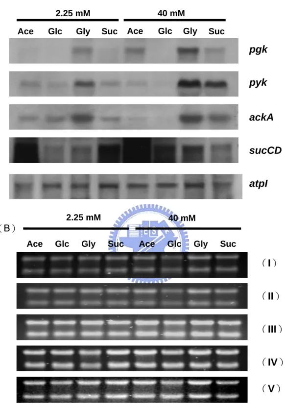 Fig 5. Effect of carbon source on the expressions of ATP generating  genes ( pgk, pyk, ackA, sucCD, atpI ) in E