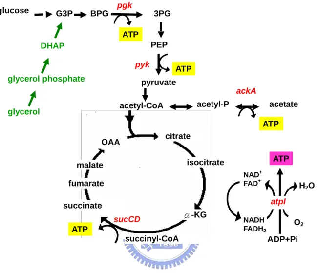 Fig 7. The metabolic pathways of glycolysis, tricarboxylic acid cycle and  electron transfer chain