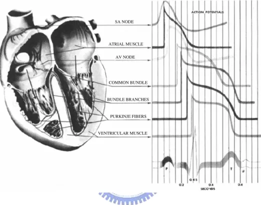 Fig. 2.1: Representative electrical activity from various regions of the heart [9]