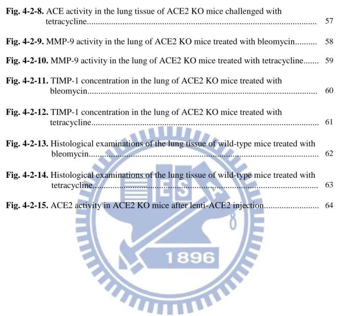 Fig. 4-2-7. ACE activity in the lung tissue of ACE2 KO mice challenged with 