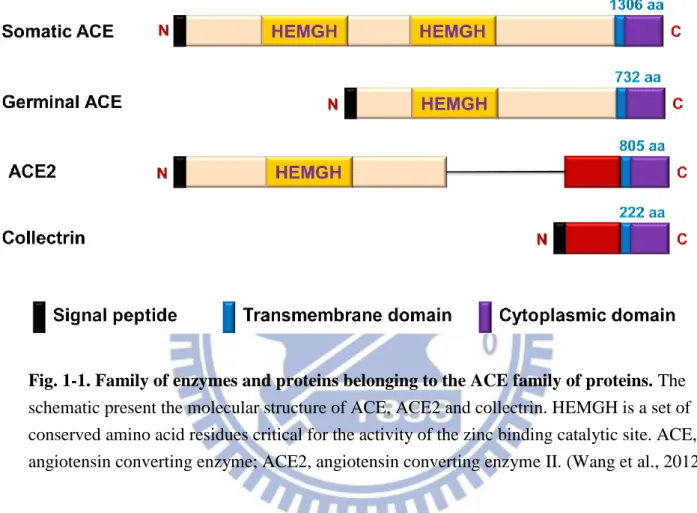 Fig. 1-1. Family of enzymes and proteins belonging to the ACE family of proteins. The  schematic present the molecular structure of ACE, ACE2 and collectrin