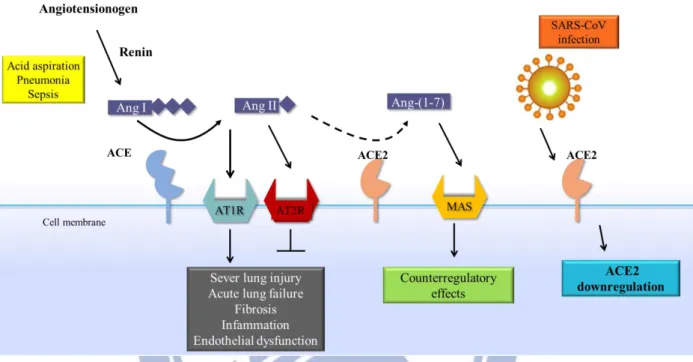 Fig. 1-2. Schematic diagram of the role of the RAS in acute lung failure and the 
