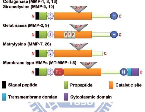 Fig. 1-3. Family of enzymes and proteins belonging to the MMPs family of proteins. The  schematic present the mainly molecular structure of collagenases, stromelysins, gelatinases,  matrylysins and membrane type MMPs