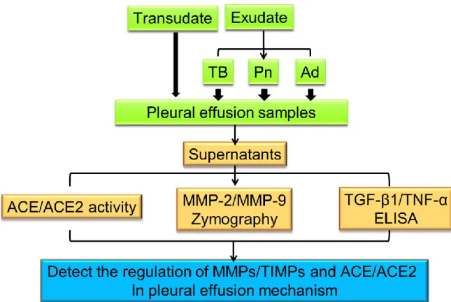 Fig. 2-1. The flowchart of research strategy of Part I. The purpose of this study is to  identify the association of two key enzymes in RAS, ACE and ACE2, with MMP-2 and  MMP-9 in the pleural fluid of patients