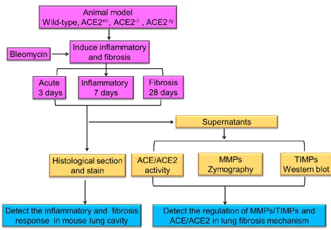 Fig. 2-2. The flowchart of research strategy of Part II. The purpose of this study is to  identify the association of two key enzymes in RAS, ACE and ACE2, with MMP-2 and  MMP-9 in pulmonary fibrosis