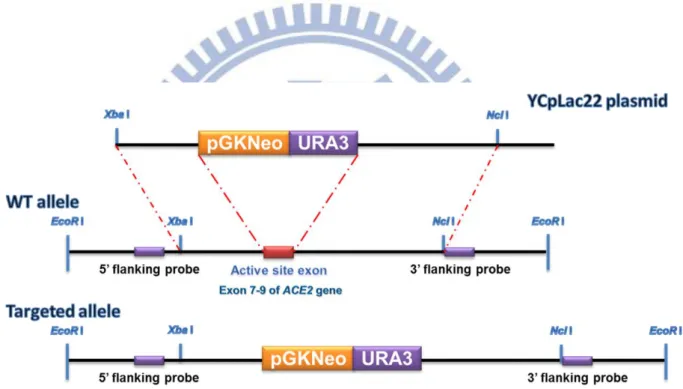 Fig. 3-1. Strategy for producing targeted disruption of the ace2 gene. Strategy for  producing targeted disruption of the ace2 gene