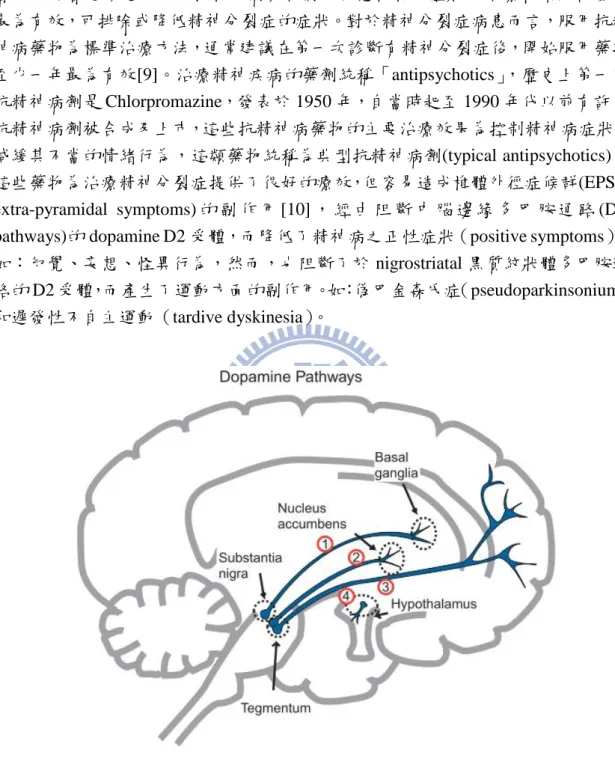 圖 2  大腦中的四種多巴胺通路  (DA pathways)  圖片來源：Stephen M. Stahl 在 2003 發表文獻所繪[11]。 