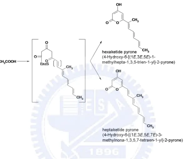 Figure 5. Hexaketide and heptaketide expressed in A. nidulans by harboring lovB  gene from A