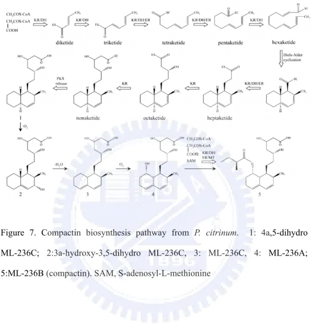 Figure 7. Compactin biosynthesis pathway from P.  citrinum.  1: 4a,5-dihydro  ML-236C; 2:3a-hydroxy-3,5-dihydro ML-236C, 3: ML-236C, 4: ML-236A; 