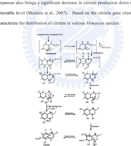 Figure 8. Citrinin biosynthesis pathway from M. purpureus. 