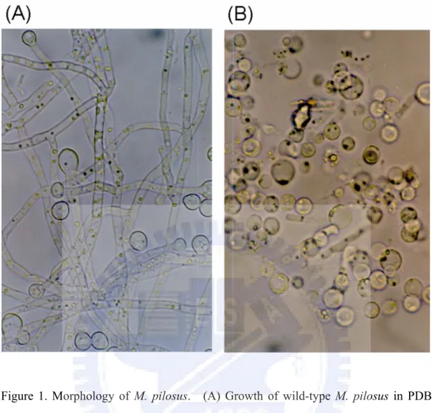 Figure 1. Morphology of M. pilosus.  (A) Growth of wild-type M. pilosus in PDB  medium was observed under microscope