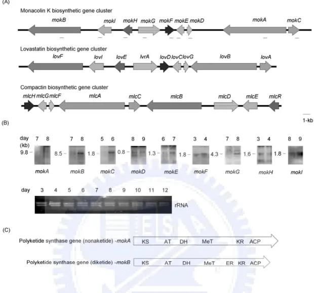 Figure 1. Identification of the monacolin K biosynthetic gene cluster of Monascus  pilosus BCRC38072