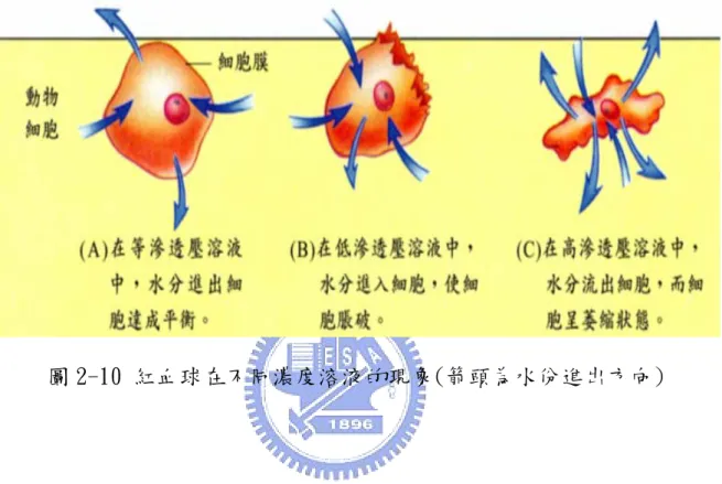 圖 2-10 紅血球在不同濃度溶液的現象(箭頭為水份進出方向) 