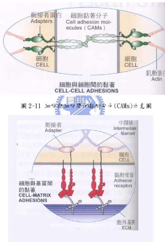 圖 2-11 細胞與細胞間的黏附分子(CAMs)示意圖 