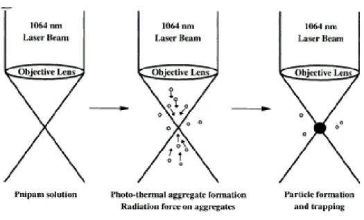 Fig. 1.3 Schematic view of PNIPAM assembly via photon pressure and phase transition  [12]