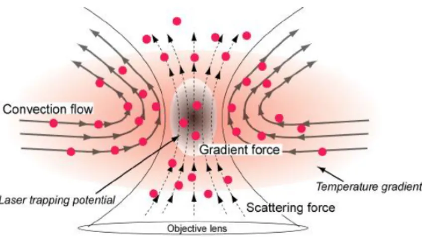 Fig.  1.4  Schematic  picture  of  proposed  transportation  of  nanoparticles  due  to  the  convection flow under the laser trapping in water