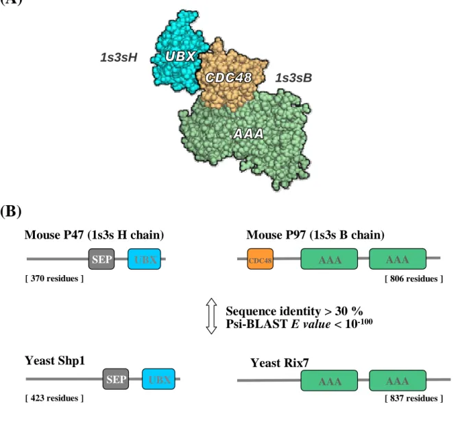Figure 1. The 3D structure and domain architecture of protein complex P47/P97. (A)The 3D  structure of protein complex P47/P97
