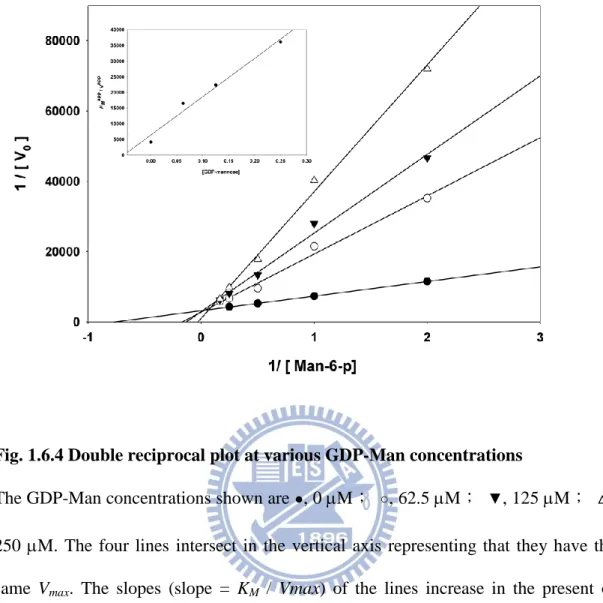 Fig. 1.6.4 Double reciprocal plot at various GDP-Man concentrations 