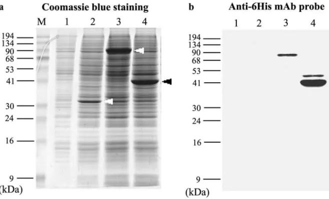 FIG. 1. Baculovirus expression of WSSV RR1 and RR2 in insect cells infected with corresponding recombinant viruses for 3 days