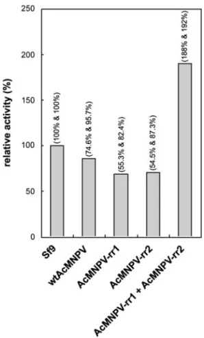 FIG. 3. Co-immunoprecipitation of WSSV rRR1/rRR2 in cell lysates.