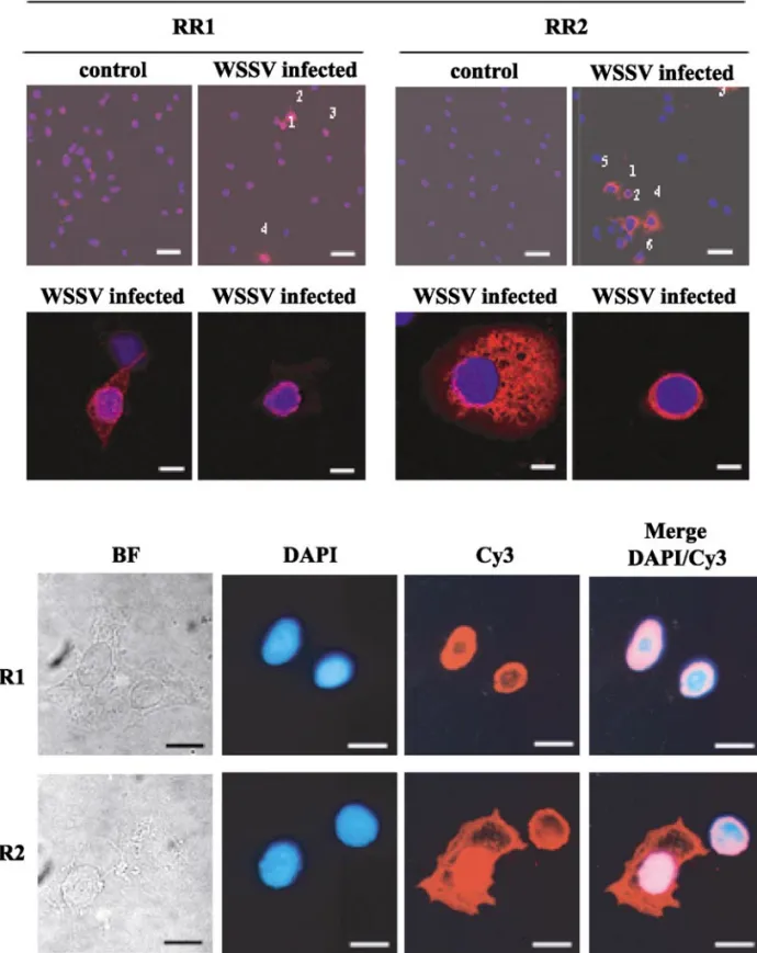 FIG. 7. Confocal laser scanning micrographs (rows 1 and 2) and light micrographs (rows 3 and 4) of hemocytes collected from uninfected (control) and WSSV-infected shrimp reacted first with antibodies specific to either WSSV RR1 or RR2, and then with Cy3-co