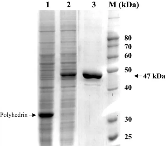 FIG. 1. SDS–PAGE of total proteins in the lysate of Sf9 insect cells infected for 3 days with AcMNPV (Lane 1) and AcMNPV-WSSV-TK-TMK (Lane 2)