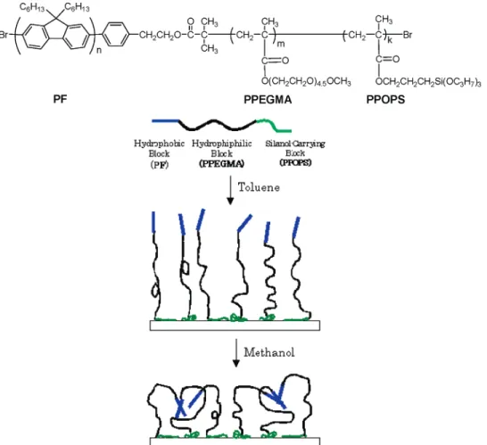 Figure 1. Chemical structure of the amphiphilic triblock copolymer, PF-b-PPEGMA-b-PPOPS, and the corresponding polymer brush under solvent stimuli.