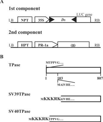 Figure 1A). This leads to the inactivation of the LUC gene, which is restored upon removal of the Ds element from the chimeric gene by transposon excision