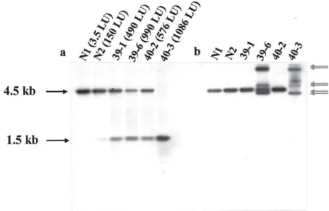 Figure 5.  Southern blot analysis of Ds transposition events. DNA gel blot hybridization of endonuclease Eco RV digested genomic DNAs isolated from different transgenic tobacco lines with the luciferase gene probe (a) or with the Ds probe (b)