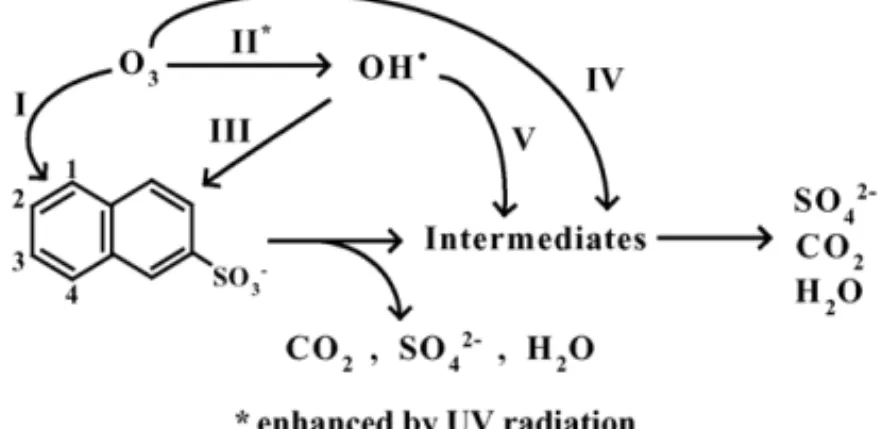 Fig. 1. The molecular structure and simplified scheme of the decomposi- decomposi-tion pathways of the ozonadecomposi-tion of 2-naphthalenesulfonate (2-NS) with UV radiation.